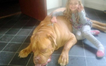 O fetita de 4 ani din Marea Britanie, ucisa in somn de cainele pe care il adoptase familia sa