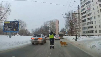 Gestul surprinzator al unui politist. A oprit traficul rutier pentru ca un caine sa traverseze strada - VIDEO Gestul surprinzator al unui politist. A oprit traficul rutier pentru ca un caine sa traverseze strada - VIDEO