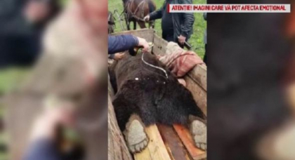 Reactia ministrului Mediului din Romania, dupa ce cadavrul unui urs a fost batjocorit, in Buzau Reactia ministrului Mediului din Romania, dupa ce cadavrul unui urs a fost batjocorit, in Buzau