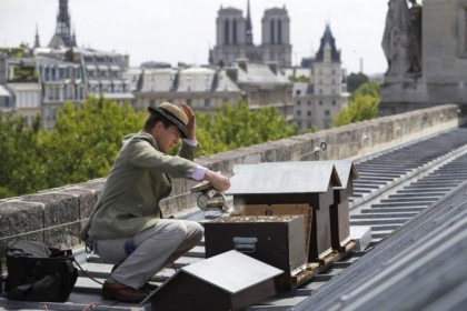 Cum au supravietuit incendiului de la Notre Dame albinele de pe acoperis: „E un miracol” Cum au supravietuit incendiului de la Notre Dame albinele de pe acoperis: „E un miracol”