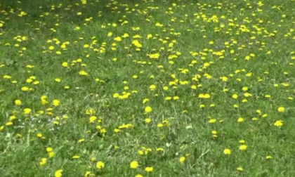 Planta care creste pe toate campiile si poate sa va aduca o afacere de zeci de mii de euro. Beneficiile ascunse Planta care creste pe toate campiile si poate sa va aduca o afacere de zeci de mii de euro. Beneficiile ascunse
