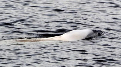 Norvegia acuza Rusia ca antreneaza balene albe pentru a fi spioni! Ce a observat un pescar norvegian
