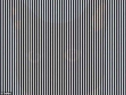 Poti observa animalul ascuns in imagine? Iluzie optica surprinzatoare