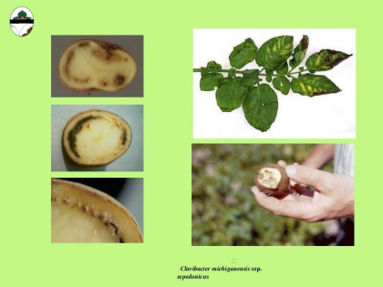 Cartofii s-au scumpit din cauza conditiilor climaterice si pentru ca a scazut productia. Anuntul facut de ANSA 