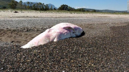 Ce s-a descoperit in stomacul unei balene care a fost gasita moarta pe o plaja din Sicilia