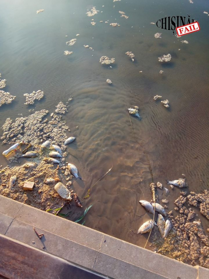 Dezastru total la Valea Morilor. Pestele mort si puful de plop au acoperit lacul - FOTO Dezastru total la Valea Morilor. Pestele mort si puful de plop au acoperit lacul - FOTO