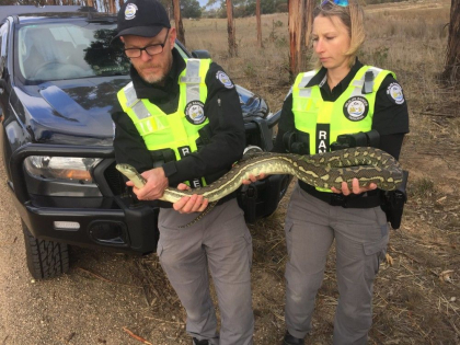 4400 de broaste testoase, serpi si crocodili, confiscate de Europol. Unde au fost gasite reptilele 4400 de broaste testoase, serpi si crocodili, confiscate de Europol. Unde au fost gasite reptilele