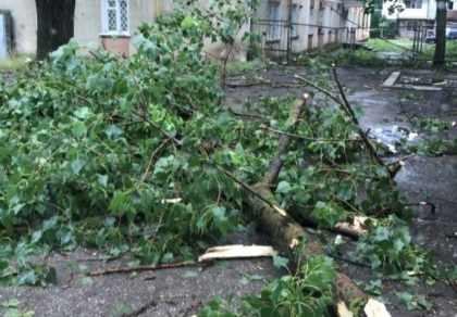 Un barbat din Balti a ajuns la spital, dupa ce peste el a cazut un copac Un barbat din Balti a ajuns la spital, dupa ce peste el a cazut un copac