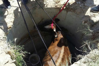 O vaca de 450 de kg a cazut intr-o fantana din satul Baimaclia, raionul Causeni. Ce spun salvatorii - FOTO
