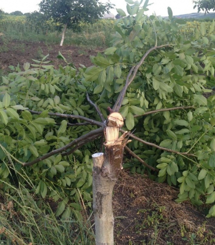 Livada unui barbat din Criuleni, vandalizata. Peste 30 de copaci de nuc, taiati cu toporul. Faptasul este cautat de politie - GALERIE FOTO
