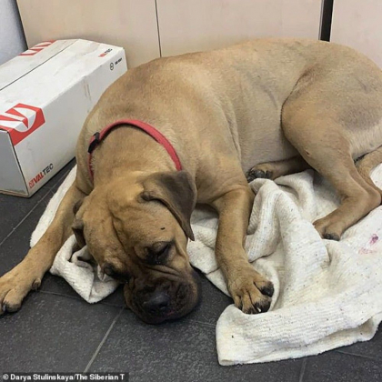 Catelul care a mers 200 km spre stapanul care l-a abandonat. A ajuns ranit si extenuat - GALERIE FOTO Catelul care a mers 200 km spre stapanul care l-a abandonat. A ajuns ranit si extenuat - GALERIE FOTO