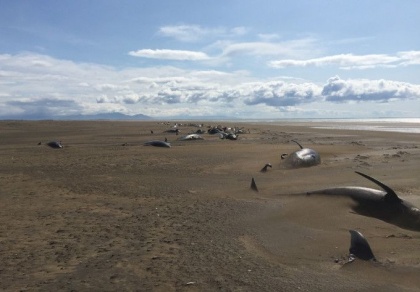 Mister in jurul a 50 de balene gasite moarte pe o plaja din Islanda. Imagini sfasietoare Mister in jurul a 50 de balene gasite moarte pe o plaja din Islanda. Imagini sfasietoare