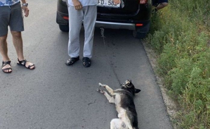 Un preot a agatat un caine cu un lant de masina sa si l-a tarat printr-o localitate din Anenii Noi. Ce spun oamenii legii Un preot a agatat un caine cu un lant de masina sa si l-a tarat printr-o localitate din Anenii Noi. Ce spun oamenii legii
