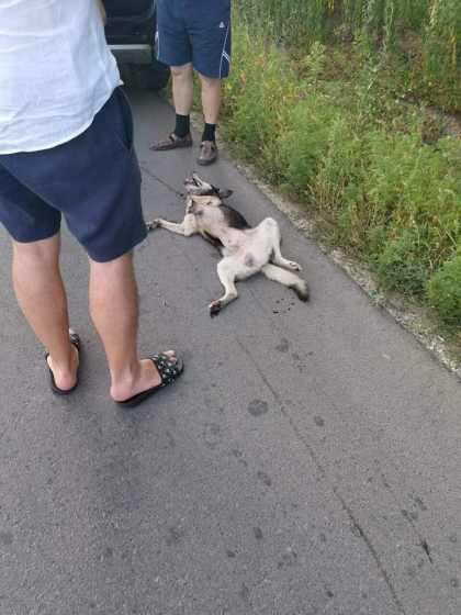 Un deputat ACUM spune ca a trimis un demers la Procuratura: "Pentru a pedepsi acest act de cruzime fata de animale comis de individul neadecvat pe nume Ghenadie Valuta!" - FOTO