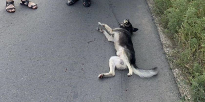 Trei intrebari din numele cainelui maltratat, la care (nu) a raspuns Ghenadie Valuta - ZdG.md