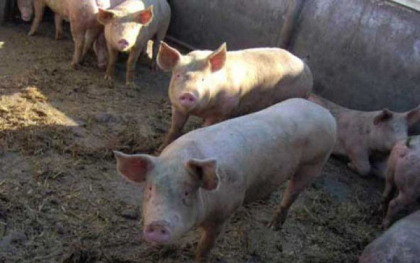 Un barbat din Drochia s-a ales cu arsuri grave dupa ce si-a sacrificat porcul Un barbat din Drochia s-a ales cu arsuri grave dupa ce si-a sacrificat porcul