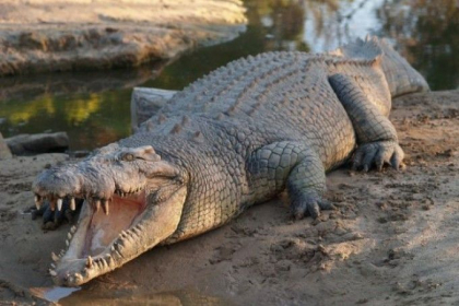 Un baiat de 10 ani a fost ucis de un crocodil in timp ce traversa un rau, in Filipine