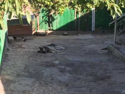 Noi detalii despre tragedia de la Milestii Mici. O fetita de 4 ani a murit, dupa ce a fost muscata de cainele din curtea casei. Imagini de la fata locului