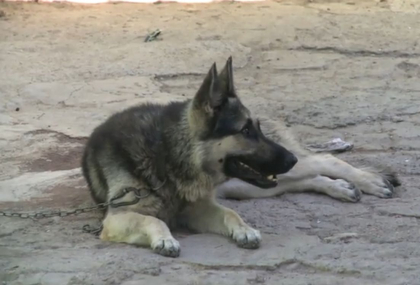 O fetita de 4 ani din Milestii Mici a murit, dupa ce a fost muscata de cainele din curtea casei unde locuia. Fetita era acasa cu sora mai mare si bunicul cand s-a intamplat nenorocirea O fetita de 4 ani din Milestii Mici a murit, dupa ce a fost muscata de cainele din curtea casei unde locuia. Fetita era acasa cu sora mai mare si bunicul cand s-a intamplat nenorocirea