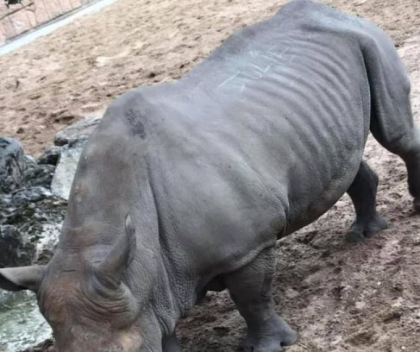 Ce i-au facut vizitatorii unui rinocer dintr-o gradina zoologica: „E lipsa de respect”