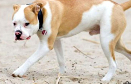 O fetita de 9 ani a murit dupa ce a fost atacata de trei caini pitbull O fetita de 9 ani a murit dupa ce a fost atacata de trei caini pitbull
