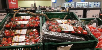 Sarpe gasit pe rafturi intr-un supermarket. “A fost lichidat de angajati” Sarpe gasit pe rafturi intr-un supermarket. “A fost lichidat de angajati”