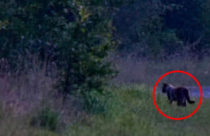 Ce a surprins un fotograf in Anglia: „N-am mai vazut asa ceva pana acum” Ce a surprins un fotograf in Anglia: „N-am mai vazut asa ceva pana acum”