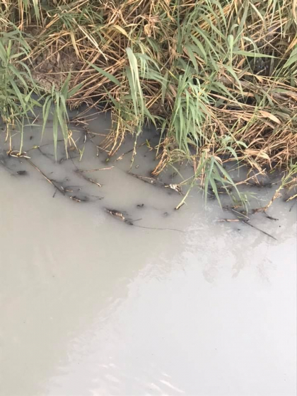 "Raul Bac este alb." Fosta sefa de la Apa-Canal explica din ce cauza, de cateva saptamani, in Chisinau miroase insuportabil. Veronica Herta cere ministerului Mediului si Inspectoratul Ecologic sa se autosesizeze - GALERIE FOTO