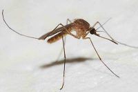 Primul caz de infectie cu virusul West NIle in tara noastra, confirmat. Alte 19 cazuri de boala pe parcursul acestui an, dintre care doua decese, au fost inregistrate in Romania Primul caz de infectie cu virusul West NIle in tara noastra, confirmat. Alte 19 cazuri de boala pe parcursul acestui an, dintre care doua decese, au fost inregistrate in Romania