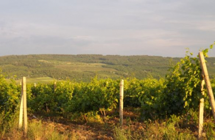 A murit in vinaria de la Cantemir. Un muncitor, gasit fara suflare. Ce spune politia A murit in vinaria de la Cantemir. Un muncitor, gasit fara suflare. Ce spune politia
