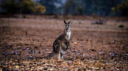 Decizie controversata in Australia: Cangurii vor fi impuscati si vor servi drept hrana pentru animalele de companie Decizie controversata in Australia: Cangurii vor fi impuscati si vor servi drept hrana pentru animalele de companie
