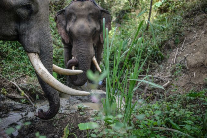 Sase elefanti au murit in Thailanda in timp ce incercau sa se salveze unii pe altii Sase elefanti au murit in Thailanda in timp ce incercau sa se salveze unii pe altii