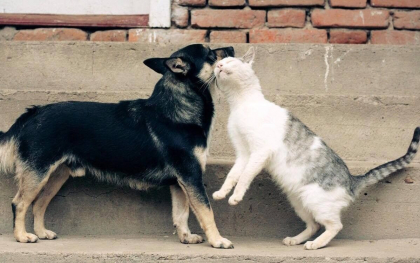 Aveti animale de companie? Consiliul municipal a decis ca acestea vor trebui inregistrate si va trebui sa achitati impozit - Bizlaw.md
