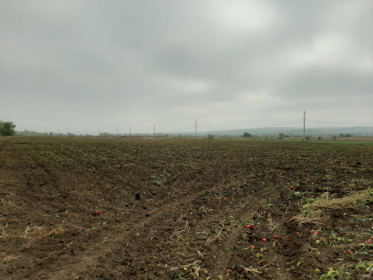 Mai multe hectare de ardei, ceapa si sfecla, care au fost stropite cu apa din raul Bac, distruse de autoritati. Care este motivul - FOTO
