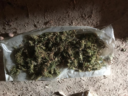 Au plantat canepa pe mai multe terenuri la Criuleni si Anenii Noi, iar cand o strangeau o depozitau la o ferma unde o prelucrau si o scoteau la vanzare. „Afacerea” pusa pe roate de un barbat si o femeie, deconspirata de oamenii legii - FOTO/VIDEO Au plantat canepa pe mai multe terenuri la Criuleni si Anenii Noi, iar cand o strangeau o depozitau la o ferma unde o prelucrau si o scoteau la vanzare. „Afacerea” pusa pe roate de un barbat si o femeie, deconspirata de oamenii legii - FOTO/VIDEO