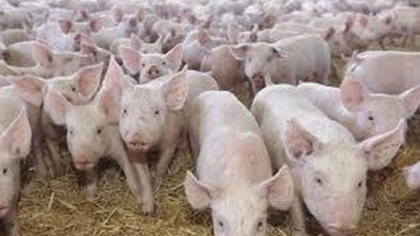 Un focar de pesta porcina african inregistrat in Comrat ramane activ. Anuntul, facut de ANSA Un focar de pesta porcina african inregistrat in Comrat ramane activ. Anuntul, facut de ANSA