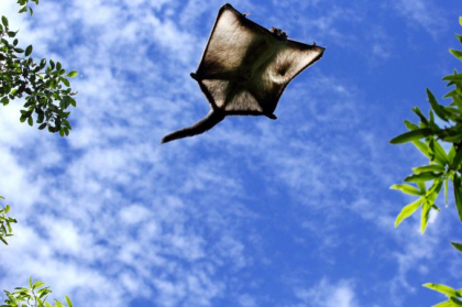 Creatura disparuta de zeci de mii de ani, descoperita de oamenii de stiinta in Rusia