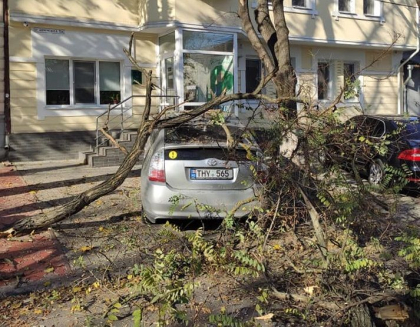 ULTIMA ORA. Un copac imens a cazut peste o masina parcata pe o strada din centrul capitalei - GALERIE FOTO