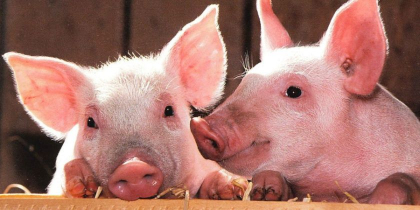 ANSA: Au fost lichidate toate focarele de pesta porcina - ZdG.md ANSA: Au fost lichidate toate focarele de pesta porcina - ZdG.md