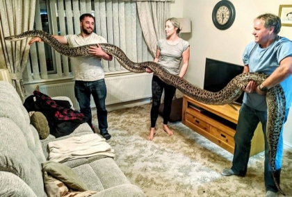 A cumparat un sarpe de cativa cm, dar s-a trezit in casa cu cel mai mare piton din lume A cumparat un sarpe de cativa cm, dar s-a trezit in casa cu cel mai mare piton din lume