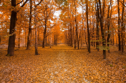 Inceput de weekend cu maxime de pana la 16 grade se asteapta in capitala. Cum va fi vremea in urmatoarele zile pe intreg teritoriul tarii. Prognoza meteo - FOTO