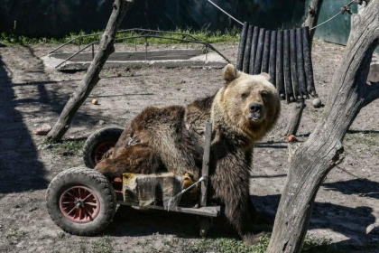 Povestea lui Usko, singurul urs din lume care a trait in scaun cu rotile - FOTO