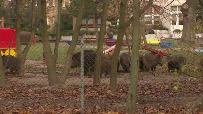 10 mistreti au navalit in curtea unei gradinite din Polonia. Cum au intervenit vanatorii - GALERIE FOTO 10 mistreti au navalit in curtea unei gradinite din Polonia. Cum au intervenit vanatorii - GALERIE FOTO