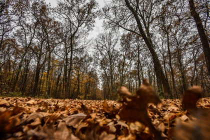 Maxime de 10 grade se asteapta astazi. Cum va fi vremea in capitala, dar si in celelalte regiuni ale tarii. Prognoza meteo - FOTO