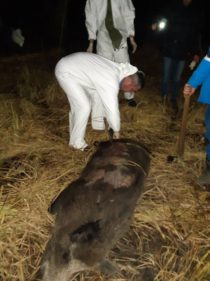 Zece mistreti, gasiti morti in „Padurea Domneasca”. ANSA a inregistrat un focar de pesta porcina Zece mistreti, gasiti morti in „Padurea Domneasca”. ANSA a inregistrat un focar de pesta porcina