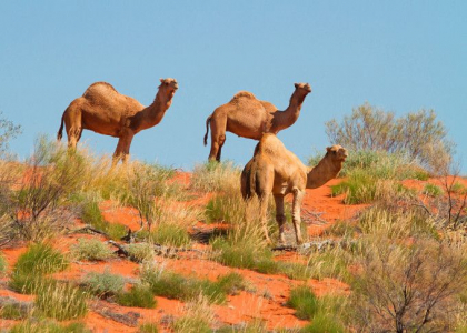 Peste 10.000 de camile vor fi impuscate in Australia, pentru a le impiedica sa bea apa Peste 10.000 de camile vor fi impuscate in Australia, pentru a le impiedica sa bea apa