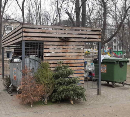 Brazii, folositi in perioada sarbatorilor de iarna, colectati pentru reciclare. Unde pot fi lasati acestia Brazii, folositi in perioada sarbatorilor de iarna, colectati pentru reciclare. Unde pot fi lasati acestia