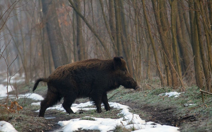 Doi moldoveni, retinuti la Ungheni pentru braconaj. Acestia au impuscat un mistret si au incercat sa fuga de la fata locului. Unul dintre barbati detinea arma ilegal Doi moldoveni, retinuti la Ungheni pentru braconaj. Acestia au impuscat un mistret si au incercat sa fuga de la fata locului. Unul dintre barbati detinea arma ilegal