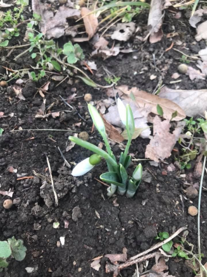 Datorita temperaturilor de primavara, la Capriana infloresc ghioceii - FOTO Datorita temperaturilor de primavara, la Capriana infloresc ghioceii - FOTO