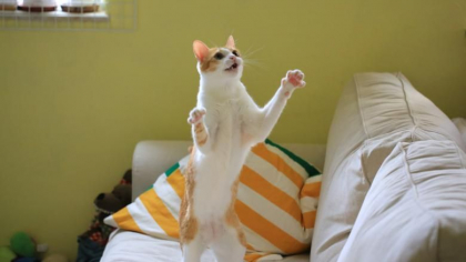 Mii de animale de companie risca sa moara de foame in Wuhan dupa ce proprietarii lor au fost plasati in carantina Mii de animale de companie risca sa moara de foame in Wuhan dupa ce proprietarii lor au fost plasati in carantina